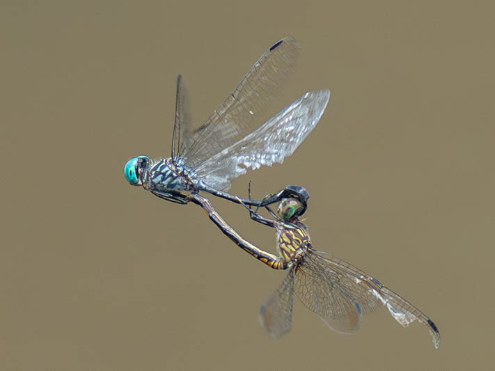 Micrathyria ocellata (Square-spotted Dasher)-2.jpg